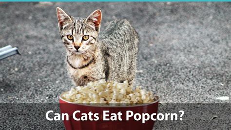 Well my grandkitty is showing me where it. Can Cats Eat Popcorn Or Is It Bad For Them?