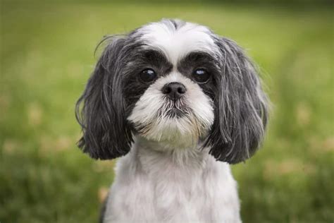 Shih Tzu Dog Breed Complete Guide A Z Animals