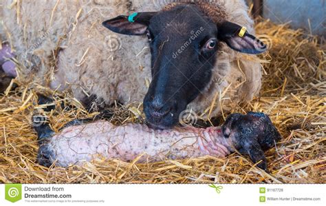Sheep Ewe Licks Her Lamb After Giving Birth Stock Photo Image Of