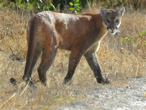 Florida Panther Population Has Increased Fwc Reports Blogs