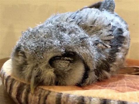 Adorable Photos Of Owls Sleeping With Their Faces Down
