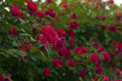 Red Roses With Buds On A Background Of A Green Bush Bush Of Red Roses