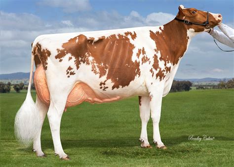 Friesian Rojo Holstein Cows Dairy Cows Dairy Cattle