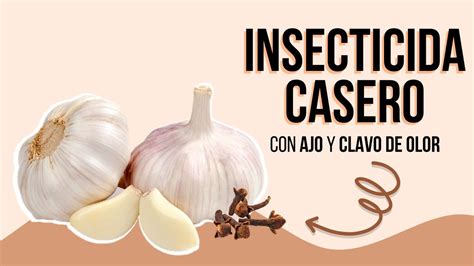 Insecticida Casero Con Ajo Y Clavo De Olor Youtube