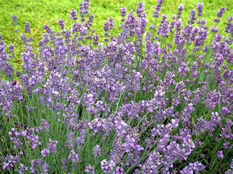Lavender Munstead 3 Plants Bargain Garden