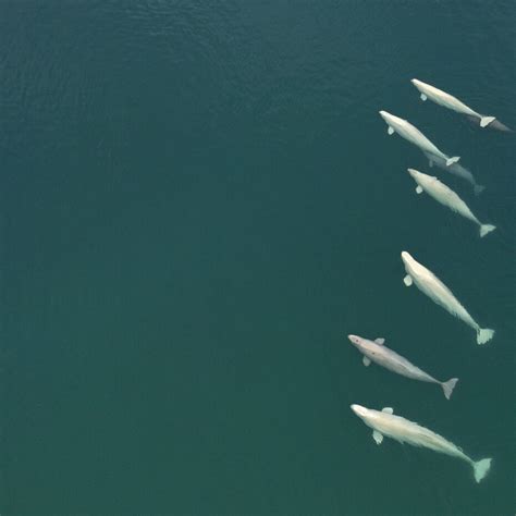 Weber Arctic Using Satellites To Count Beluga Whales In The
