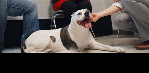 Holistic therapies, when used with conventional treatments, give these pooches a better chance at beating the disease. Bone Cancer Vaccine for Dogs Shows Promise for Breast ...