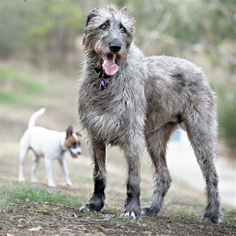 Pin By Duncan Gannon On Morgana Irish Wolfhound Rescue Wolfhound