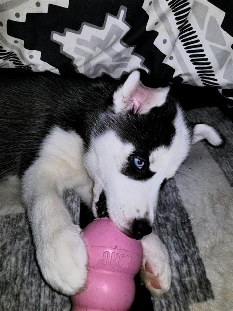 Siberian Husky Puppies For Sale Cleveland Oh 313857