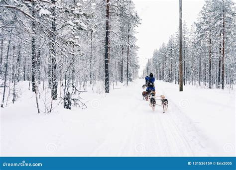 People In Husky Dog Sled Finland In Lapland In Winter Stock Image