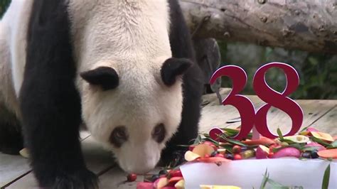 Worlds Oldest Panda In Captivity Celebrates 38th Birthday Wfla
