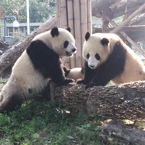 How Man Made Noises Affect The Mating Calls Of Giant Pandas Huffpost