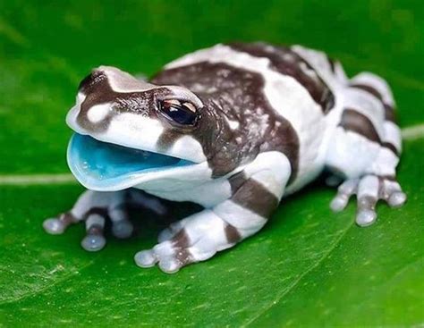 The Amazon Milk Frog A Large Species Of Arboreal Frog Native To The