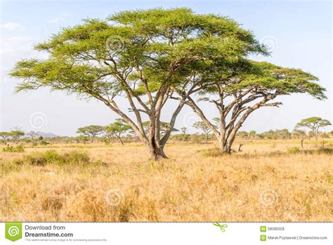 Acacia Tree In Open African Savannah Stock Photo Image Of Blue
