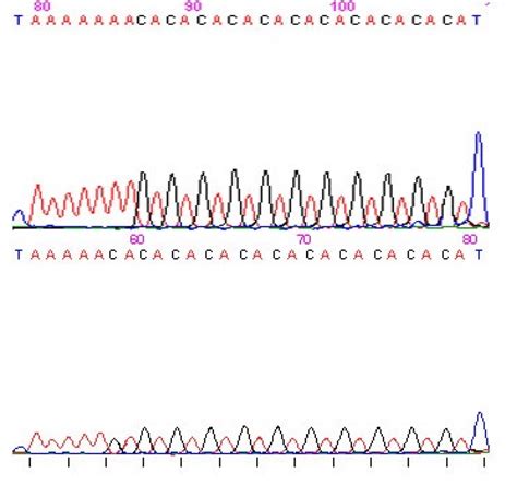 sanger sequencing results with the reverse primer showing the results download scientific