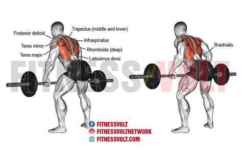 Bent Over Barbell Row Back Fitness Volt