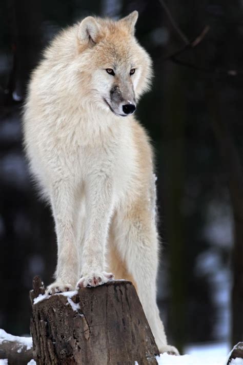 Polarwolf Polar Wolf Wolf Dog Arctic Wolf