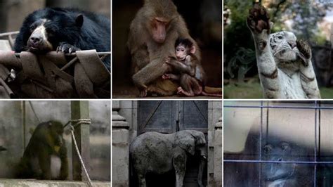 Petition · Ban Zoos Free The Animals ·
