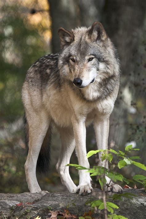 Pictures Of A Timber Wolf Wolf Gray Wolves Grey Yellowstone