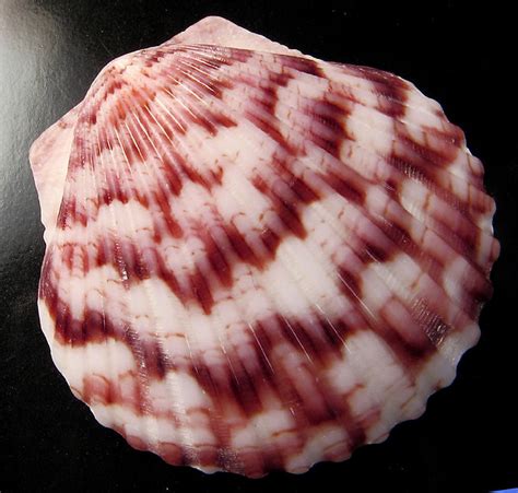 Calico Scallop Shell From Florida Photoholic1 Flickr