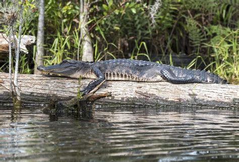 American Alligator Laying On A Cypress Log In The Okefenokee Swamp