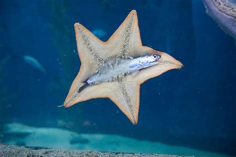 Starfish Eating Fish Ocean Creatures Sea Creatures Starfish
