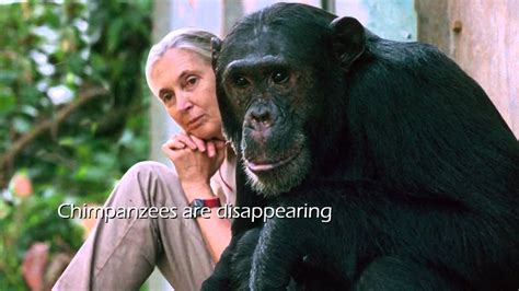 The Jane Goodall Institute Gombe 50 Years Of Research And