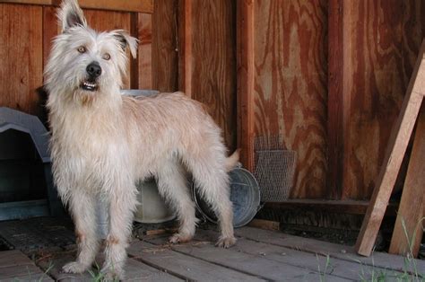 Maybe you would like to learn more about one of these? 1000+ images about Miracle mixed dog breed on Pinterest | Chihuahuas, Shih poo and Lyndon b johnson