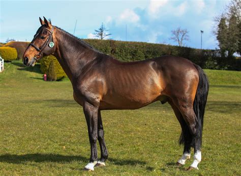 Stallion Selection Results 2015 Horse Sport Ireland