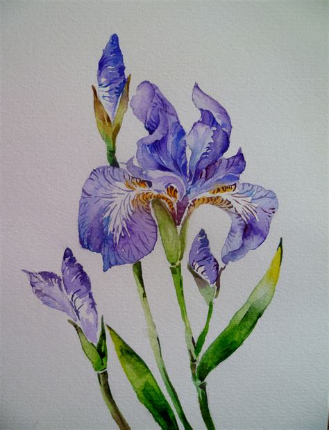 Iris Flower Watercolor At Explore Collection Of