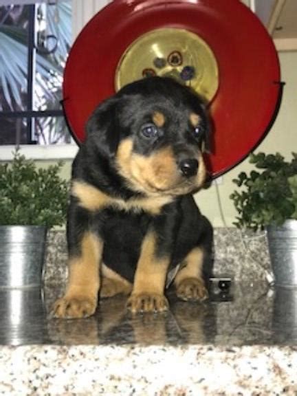 This is one gorgeous adoption center and retail space in culver city that rescues pups from local shelters and provides a place to shop for supplies, grooming, and doggie. Rottweiler puppy dog for sale in Los Angeles, California