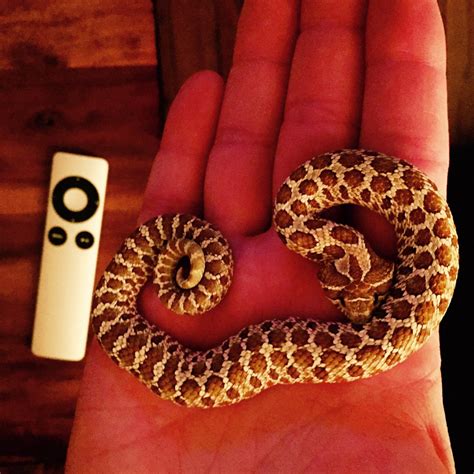 The more you play, try to master those sharp turns to narrowly escape hitting a wall. kingsnake.com photo gallery > Hognose Snakes > Male ...