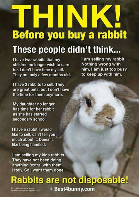 Pin By Switch Harris On Bunnies Info Rabbit Pet Bunny Rabbits