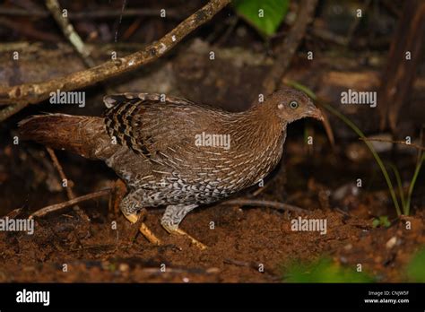 Ceylon Junglefowl Gallus Lafayetii Adult Female Scratching In Dirt