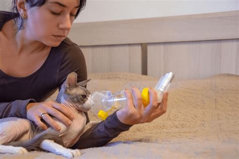 How To Diagnose Feline Asthma Celestialpets