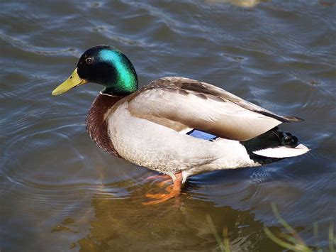 Mallard Duck Pictures Desktop Wallpaper Full Screen