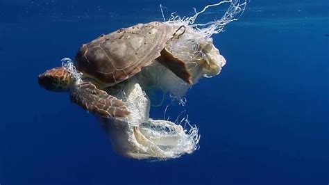 78 Tiere Sterben Durch Plastik Im Meer Sisustasydamella
