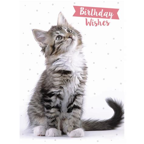 Animal Birthday Card Tabby Cat Birthday Wishes