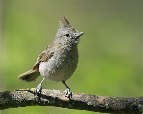 Birds Oak Titmouse