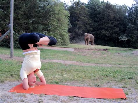 Travel Yoga Around The World Urdhva Padmasana Riddles Elephant Sanctuary Elephant