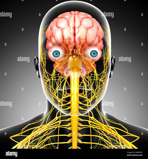 Nervous System Drawing Stock Photo Alamy