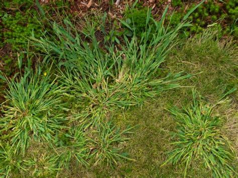 Crabgrass The Annual Grassy Weed In Lawns And Landscapes Lebanonturf