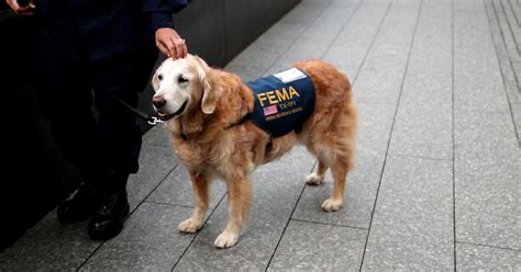 Last Known 911 Search Dog Returns To World Trade Center Site