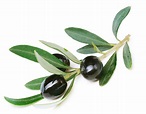 What does It Mean to "Extend an Olive Branch"? (with pictures)