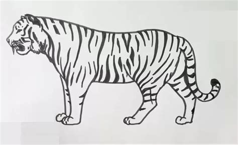Drawing For Beginners 3DVKARTS Tiger Drawing Big Cats Drawing Eagle
