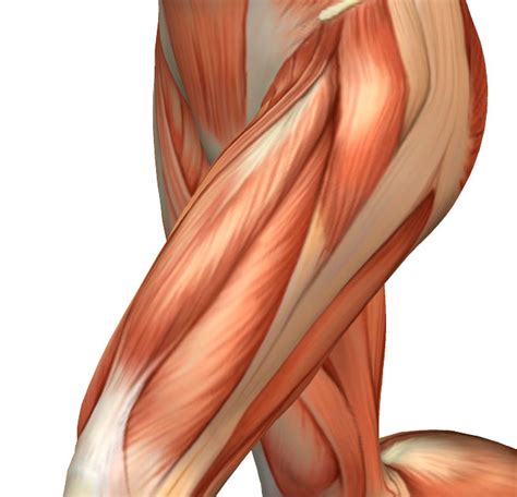 Muscle Spotlight The Quadriceps Advanced Health And Physical Therapy