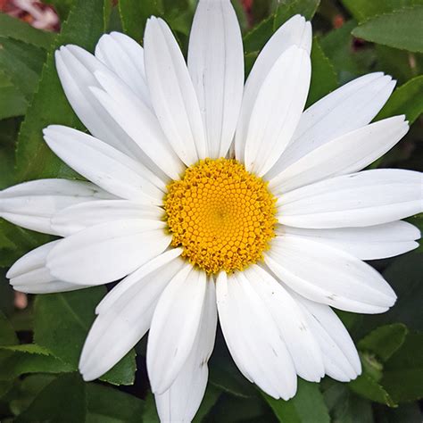 Shasta Daisy A Gardeners Guide And Plant Profile Spoken Garden