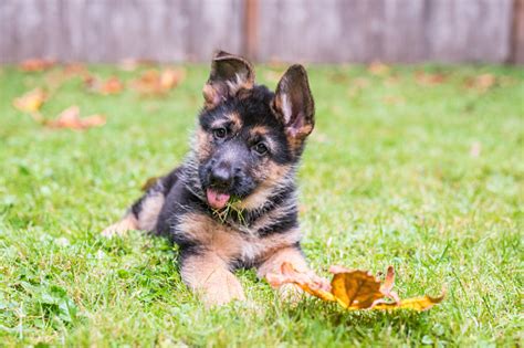 Adorable German Shepherd Puppy Lying In The Grass And Sticking Out Her