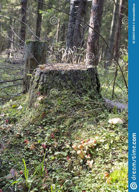 Old Stump Overgrown With Moss Stump In The Forest Stock Photo Image
