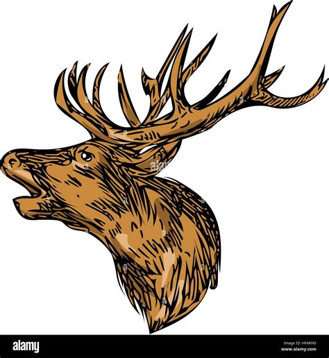 Drawing Sketch Style Illustration Of A Red Deer Stag Buck Head Roaring